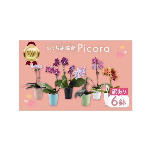 ふるさと納税 胡蝶蘭『ピコラ』 ミディ 6鉢 セット 花 鉢花 訳あり