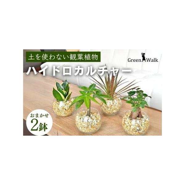■ 容量　シンプルボールの観葉植物　2鉢セット　※器サイズ：幅100×高さ80mm　※植物を含む高さ：約150〜200mm　※観葉植物の品種の指定は承っておりませんのでご了承ください。■ 配送について　ご入金確認から2週間〜2カ月程度　※以...