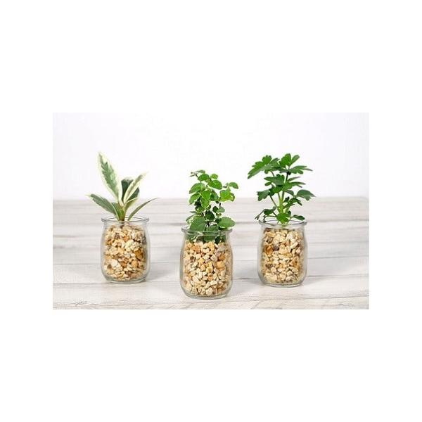 ■ 容量　ハイドロカルチャー観葉植物　3鉢　※器材質：ガラス　※器サイズ：幅55×高さ72mm　※植物を含む高さ：鉢底から約100〜150mm　＜植物の種類＞　パキラ、サンスベリア、トラディスカンチア、ペペロミア、オキシカラジウム、シュフレ...