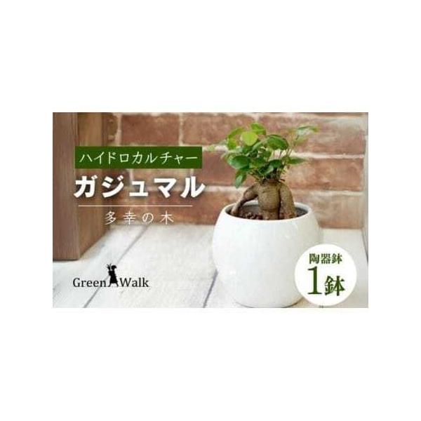 ■ 容量　ガジュマル陶器鉢植え　1セット　※器材質：陶器　※器サイズ：幅130×高さ100mm　※植物を含む高さ：鉢底から約200〜250mm■ 配送について　ご入金確認から2週間〜2カ月程度　※以下の期間、地域は発送不可となりますのでご了...