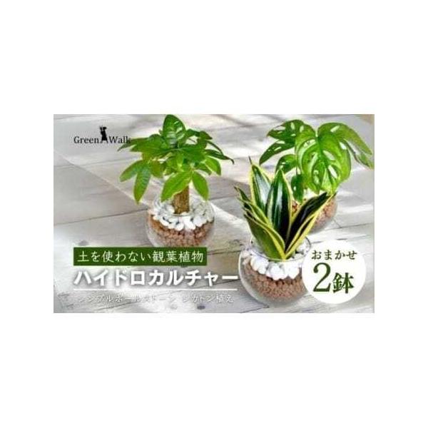 ■ 容量　器　 W10×H8cm（植物含めたH約15cm前後）■ 配送について　ご入金確認から2週間〜2カ月程度　※以下の期間、地域は発送不可となりますのでご了承ください。発送可となった時点で速やかにお送りいたします。　【配送不可期間と地域...