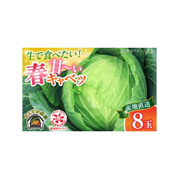 ■ 容量　春キャベツ8玉■ 配送について　ご入金確認後、2026年3月上旬から2026年5月上旬までに順次発送いたします。　※生育状況により前後する可能性があります。　※配達日時の指定を承っておりません。準備でき次第、順次発送いたします。　...