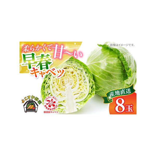 ■ 容量　早春キャベツ8玉■ 配送について　ご入金確認後、2025年12月上旬から2026年3月上旬までに順次発送いたします。　※生育状況により前後する可能性があります。　※配達日時の指定を承っておりません。準備でき次第、順次発送いたします...