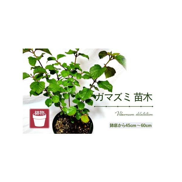 ■ 容量　■ 内容量等　ガマズミ苗木（鉢物）　鉢底から45cm〜60cm　産地：福井県　■ 原材料　ガマズミ　■ 備考　※土が乾いていたらたっぷりと水をあげてください。　※葉が巻きはじめたら水不足の信号です。　※地植えをおすすめします。　■...
