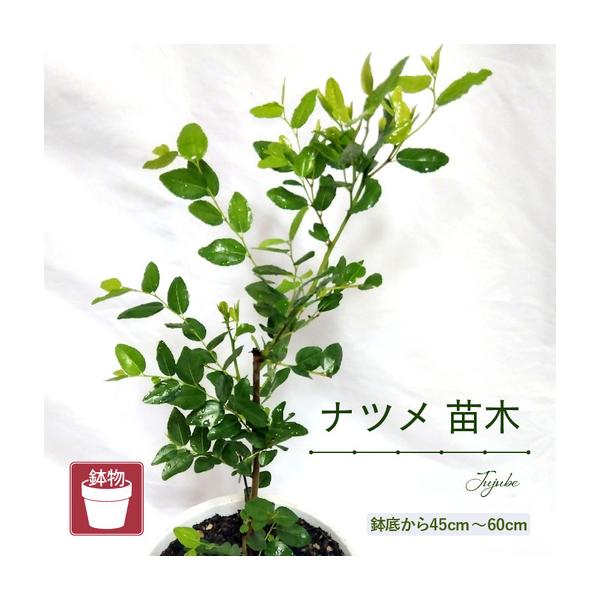 ふるさと納税 【先行予約】ナツメ苗木（鉢物）45cm〜60cm【2027年4月下旬以降順次発送予定】【なつめ 植物 】 [m47-a030] 福井県美浜町