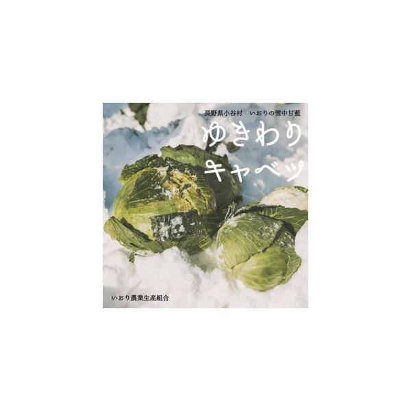 ■ 容量　雪中キャベツ１玉（2ｋｇ玉以上）■ 配送について　2026年1月8日（木）までのお申込み→1月11日（日）発送予定　2026年1月15日（木）までのお申込み→1月18日（日）発送予定　2026年1月22日（木）までのお申込み→1月...