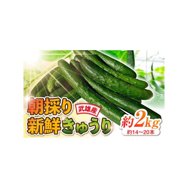 ■ 容量　きゅうり 約2kg（約14-20本）■ 配送について　ご入金確認後1ヶ月以内に発送いたします。　※賞味期限が大変短いお品であるため、ご不在等で受取不可の日程がございましたら、必ずお申し込み時「備考欄」に記入をお願いいたします。　タ...