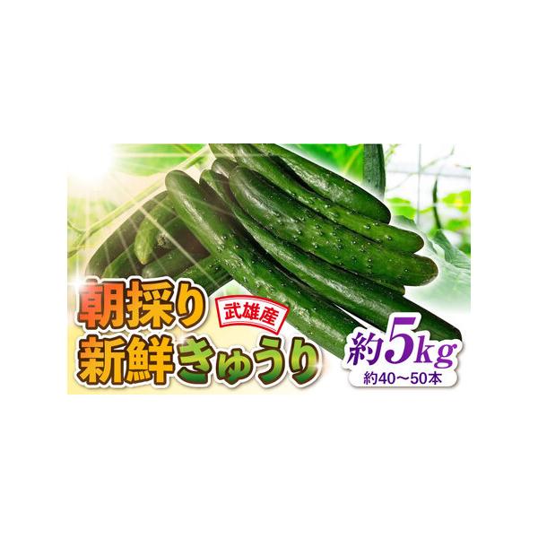 ■ 容量　きゅうり 約5kg（約40-50本）■ 配送について　ご入金確認後1ヶ月以内に発送いたします。　※賞味期限が大変短いお品であるため、ご不在等で受取不可の日程がございましたら、必ずお申し込み時「備考欄」に記入をお願いいたします。　タ...