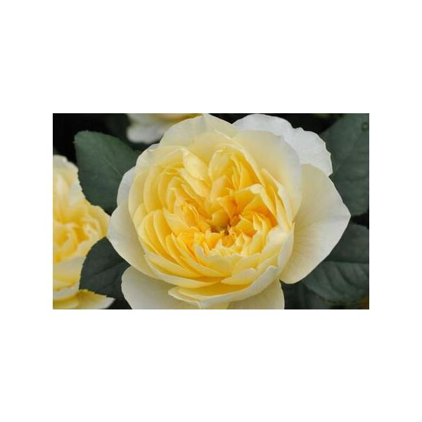 ■ 容量　6号鉢■ 配送について　2026年4月20日から発送開始予定　【受付期間】　〜2026年4月20日　タイプ：【常温】