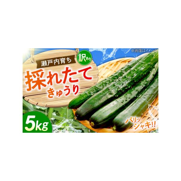 ■ 容量　きゅうり　5kg × 1箱■ 配送について　4月から7月中旬，10月中旬から1月中旬　※発送期間中は寄附確定後、2週間前後　　※7月10日までのご入金：2025年7月中旬まで発送　※7月11日以降のご入金：2025年10月中旬頃よ...