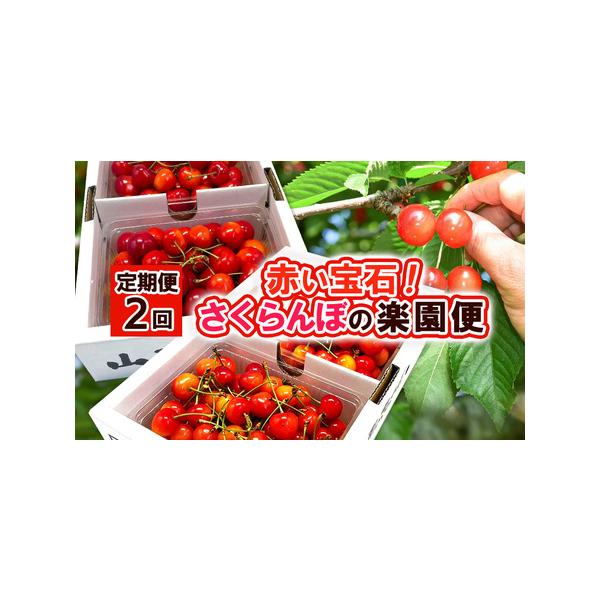■ 容量　【令和8年産】　　1回目：さくらんぼ【佐藤錦】 約1kg(約500g×2P)バラ詰め(L〜2L)(6/5頃〜7/5頃)冷蔵便　　　　2回目：さくらんぼ【紅秀峰】 約1kg(約500g×2P)バラ詰め(L〜2L)(6/15頃〜7/1...