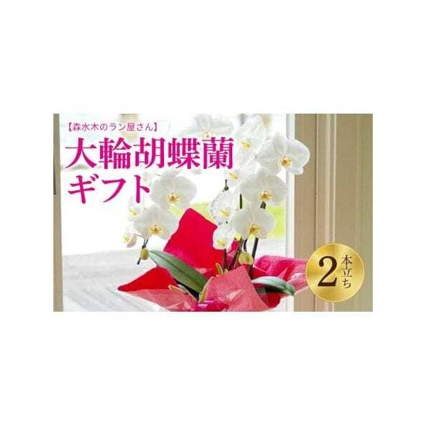 ■ 容量　洋蘭の鉢花：高さ70〜80cm、幅約40cm　※ハウスの中から旬の胡蝶蘭をお選びして咲きたての状態でお届けします。■ 配送について　寄附確認後、30営業日以内に発送予定　年末年始（12月・1月）は寄附確認後、60営業日以内に発送予...