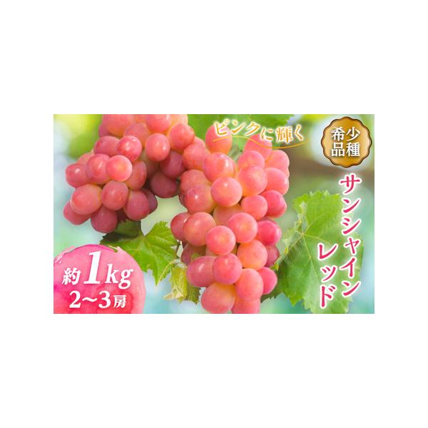 ふるさと納税 【2026年発送】サンシャインレッド 2〜3房 1kg程度