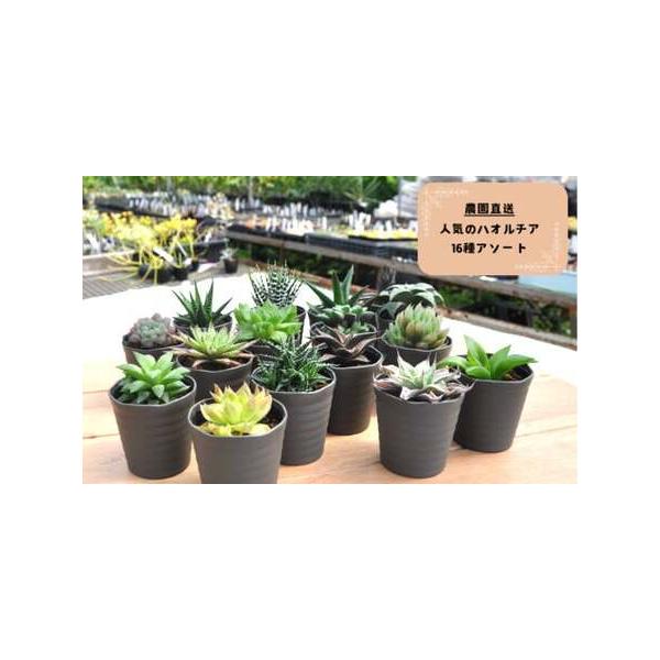 ■ 容量　【容量】　ハオルチア16種　※種類はお選びいただけません。■ 配送について　入金確認後１週間から１ヵ月程度　※配送の都合上、12月の発送はいたしかねます。1月に順次発送いたします。　タイプ：【常温】