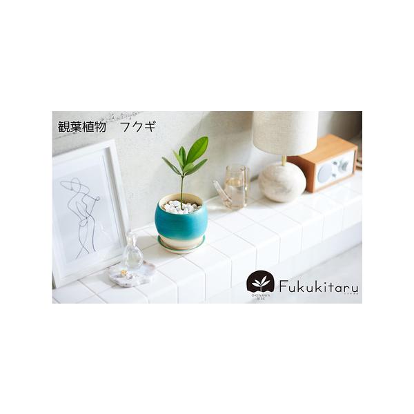 ■ 容量　備瀬フクギの苗木（やちむん鉢）×１本　受け皿×１枚■ 配送について　寄付受付より1ヶ月〜2ヶ月　タイプ：【常温】