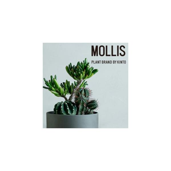 ふるさと納税 サボテン寄せ植え 観葉植物 【KINTO】 MOLLIS 滋賀県彦根市