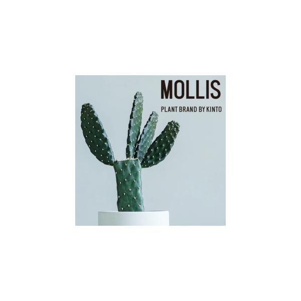 ふるさと納税 【観葉植物】MOLLIS 墨烏帽子 サボテン 観葉植物【KINTO】 滋賀県彦根市