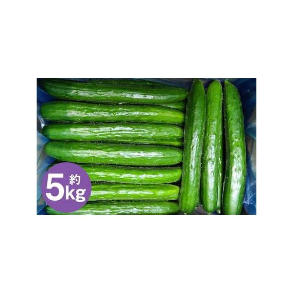 ■ 容量　【厳選品・Ａ品】　5kg×1箱（約50本前後入り）■ 配送について　2026年7月中旬から2026年9月下旬発送予定　タイプ：【常温】