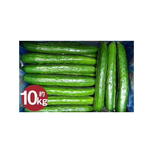 ■ 容量　【厳選品・Ａ品】　10kg（5kg×2箱）（約100本前後入り）　■ 配送について　2026年7月中旬から2026年9月下旬発送予定　タイプ：【常温】