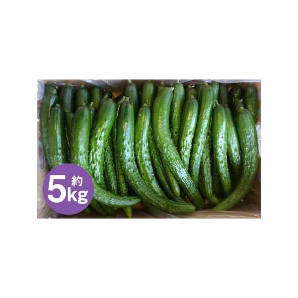 ■ 容量　【訳アリ・Ｂ品】　5kg×1箱（大きさにもよりますが、約50本前後となります）■ 配送について　2026年7月中旬から2026年9月下旬発送予定　タイプ：【常温】