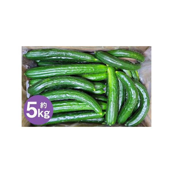 ■ 容量　【訳アリ・Ｃ品】　5kg×1箱（約30〜40本前後入り）■ 配送について　2026年7月中旬から2026年9月下旬発送予定　タイプ：【常温】