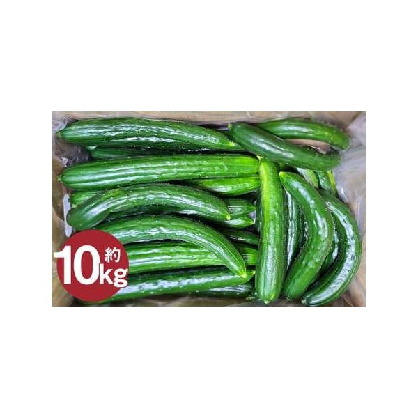 ■ 容量　【訳アリ・Ｃ品】　10kg×1箱（約60〜80本前後入り）■ 配送について　2026年7月中旬から2026年9月下旬発送予定　タイプ：【常温】