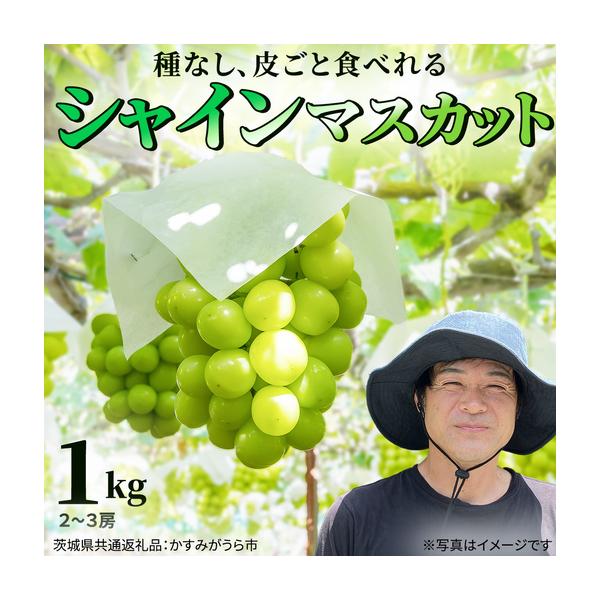 ふるさと納税 【2026年9月中旬発送開始】《先行予約》シャインマスカット ご自宅用 約 1kg  ( 2房 〜 3房 ) ( 茨城県共通返礼品 かすみがうら市 .. 茨城県桜川市