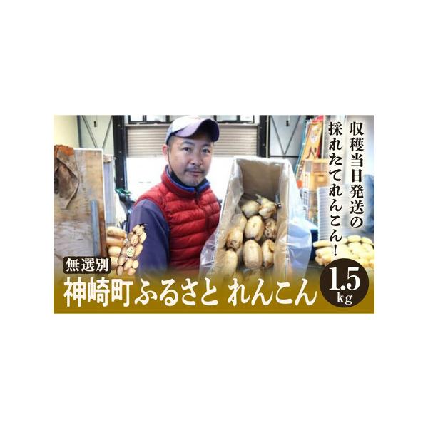 ■ 容量　れんこん　1.5kg（キロ）■ 配送について　8月1日〜3月31日　タイプ：【冷蔵】