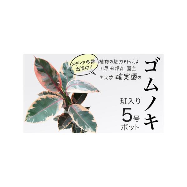 ■ 容量　5号1点　※サイズ等を、お選びすることは出来かねます。　※発送時期や、苗木の発育状況により栽培に最適なものをプロが選んでお届けします。■ 配送について　入金確認後、2〜3週間程度で発送　ただし、発送する季節によって苗木の状況（実や...
