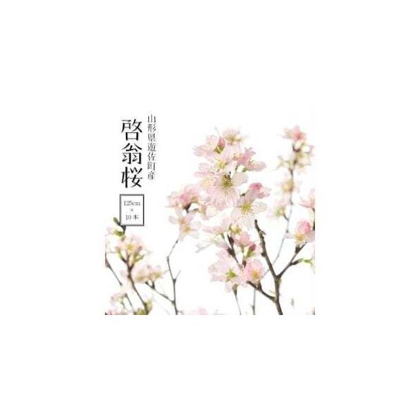 ■ 容量　啓扇桜　約125cm×10本■ 配送について　入金確認後2025年3月中旬に発送します　タイプ：【常温】
