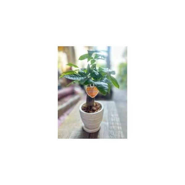 ■ 容量　※上記に記載■ 配送について　2026年1月より順次発送　タイプ：【常温】