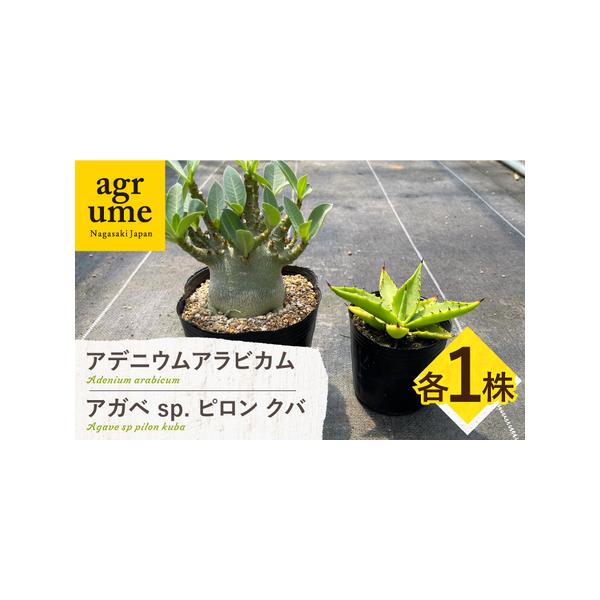 ■ 容量　お届け個数：2株　　・アデニウム アラビカム　サイズ：4寸（12cm）のビニールポットに植えています。　　・アガベ sp. ピロン クバ 　サイズ：3寸（9cm）のビニールポットに植えています。■ 配送について　【年末年始の申込増...