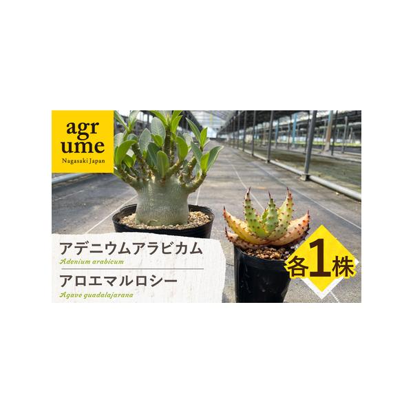 ■ 容量　お届け個数：2株　　・アデニウム　アラビカム　重さ：約500g前後（土が水分を含んでいるかいないかで大きく変わります）　サイズ：4寸（12cm）のビニールポットに植えています。　　・アロエ マルロシー　サイズ：2寸（6cm）のビニ...