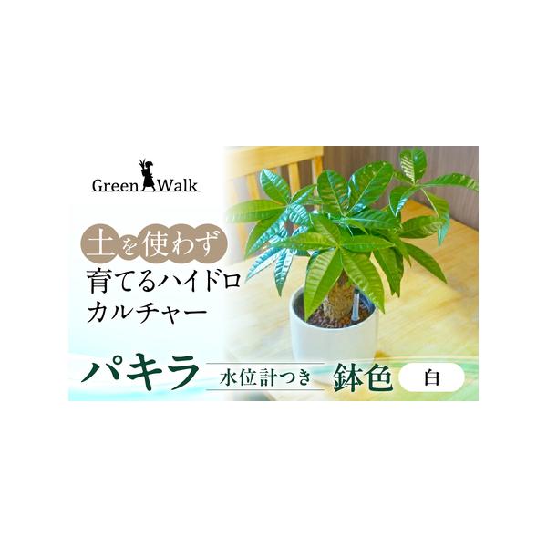 ■ 容量　パキラ モノトーン130陶器鉢 水位計つきセット　鉢のカラーはホワイトです。　【サイズ】　器：W15×H14cm　植物含めた高さ：約40cm前後　【材質】　器：陶器■ 配送について　ご入金確認から2週間〜2カ月程度でお届けいたしま...