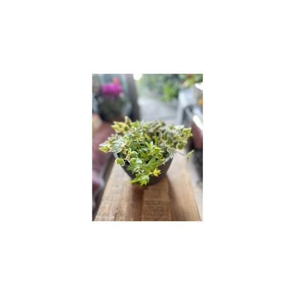 ■ 容量　※上記に記載■ 配送について　2026年1月より順次発送　タイプ：【常温】