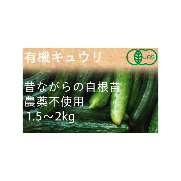 ■ 容量　接ぎ木栽培ではない昔ながらの「自根」の有機キュウリ1.5〜２kg、　　昔ながらのキュウリです。皮が硬くなく、香りがして甘みのある味がします。漬物にすると違いが良くわかります。皮が白く、曲がりやすいのは自根キュウリの特徴です。■ 配...