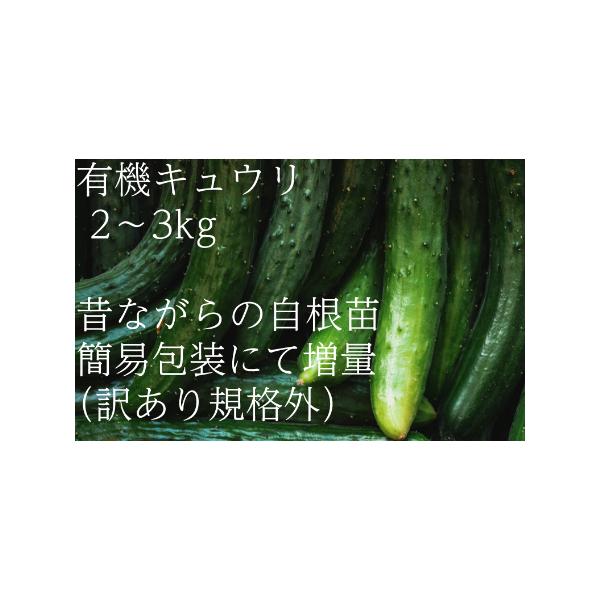■ 容量　有機JAS認証の有機キュウリを2〜3kg、「訳あり品」お得なセットです。　接ぎ木栽培ではない昔ながらの「自根」の有機キュウリは皮が硬くなく、香りと味がするのが特徴です。漬物にすると違いが良くわかります。キュウリ好きにお勧めです。　...