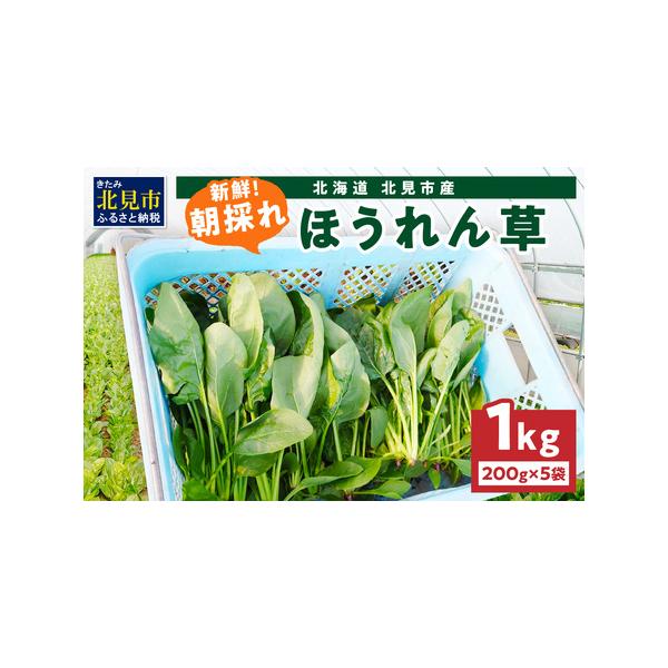 ■ 容量　ほうれん草1kg(200g×5袋)■ 配送について　発送可能時期より順次発送予定　（2026年6月中旬〜2026年7月中旬まで）　※天候等により発送が前後する場合があります。　タイプ：【冷蔵】