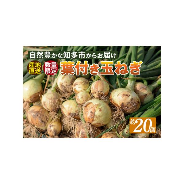 ■ 容量　Lサイズ　約20個　　賞味期限：出荷日より5日　葉をつけておけば玉ねぎが日持ちします。（1週間程度）　日の当たらない場所または冷蔵で保存をお願いいたします。　個数は目安であり、商品の大きさにより異なる場合がありますが、ご了承くださ...