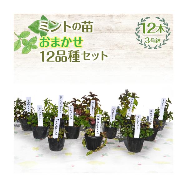 ふるさと納税 【ハーブショップYOU'樹】【おまかせセット】『ハーブとの出会いから約50年。山梨県唯一の「地域特産物ハーブマイスター」が育.. 山梨県昭和町