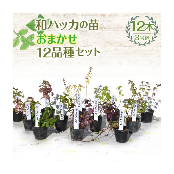 ふるさと納税 【ハーブショップYOU'樹】【おまかせセット】『ハーブとの出会いから約50年。山梨県唯一の「地域特産物ハーブマイスター」が育.. 山梨県昭和町