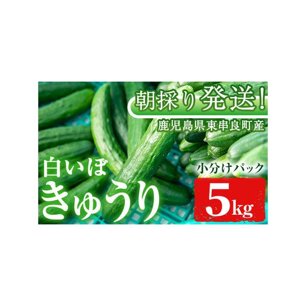 ■ 容量　きゅうり：計5kg　※1袋：2〜3本の小分けパック■ 配送について　2026年4月中旬〜6月中旬に順次発送　タイプ：【常温】