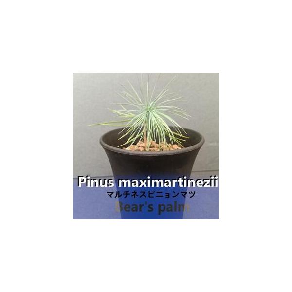 ■ 容量　マルチネスピニョンマツ　鉢底からの高さ15cm-25cm■ 配送について　入金確認後、1週間以内に発送いたします。　タイプ：【常温】