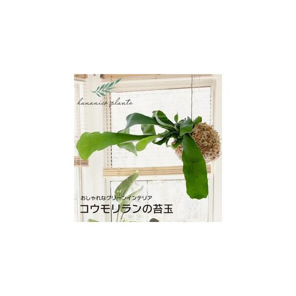 ■ 容量　※上記に記載■ 配送について　2026年1月より順次発送　タイプ：【常温】