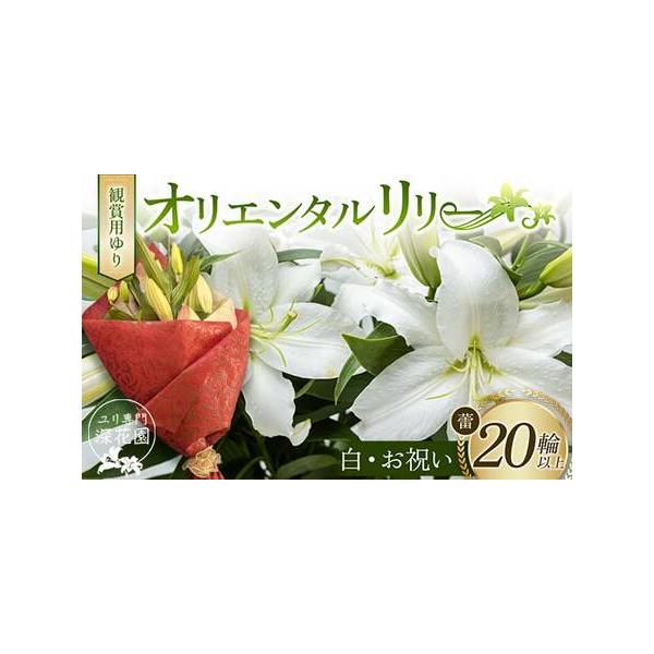 ■ 容量　観賞用ゆり オリエンタルリリー ＜白・お祝い＞ 20輪以上■ 配送について　決済から5日前後で発送　タイプ：【常温】