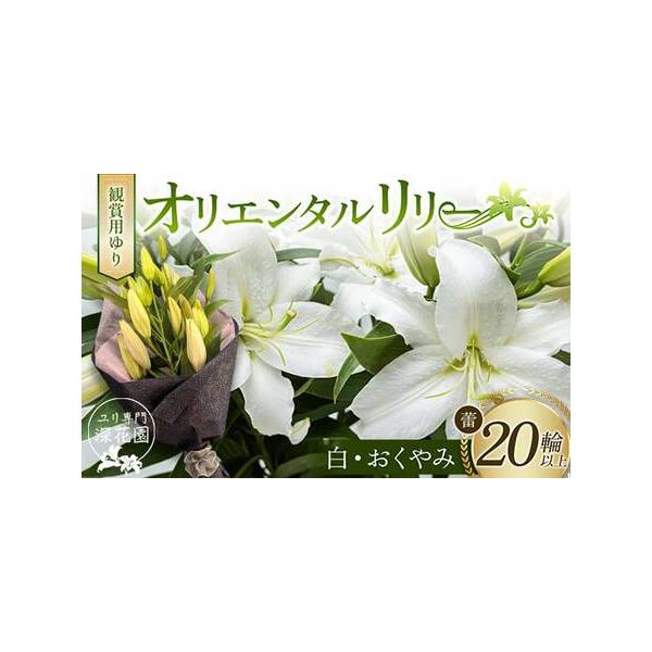 ■ 容量　観賞用ゆり オリエンタルリリー ＜白・おくやみ＞ 20輪以上■ 配送について　決済から5日前後で発送　タイプ：【常温】