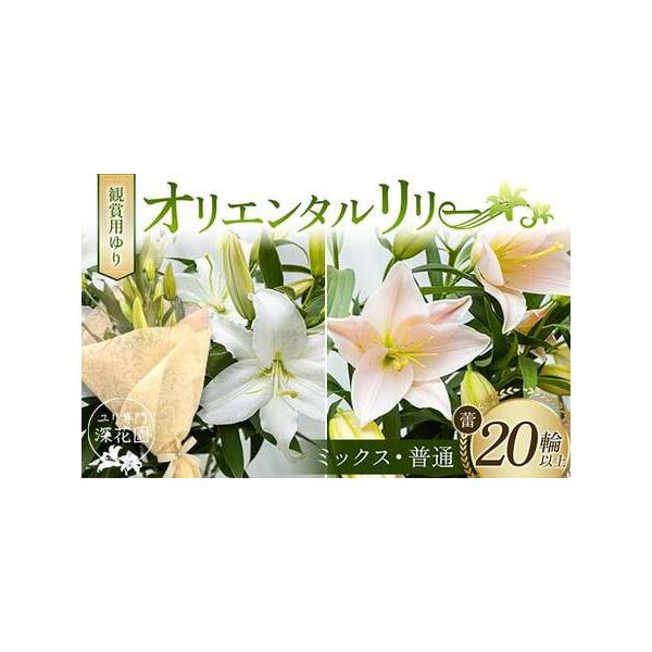 ■ 容量　観賞用ゆり オリエンタルリリー ＜ミックス・普通＞ 20輪以上■ 配送について　決済から5日前後で発送　タイプ：【常温】
