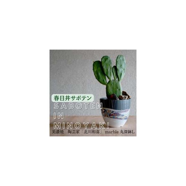 ■ 容量　植木鉢：多治見市産　サボテン：春日井市産　　ビン・ワレモノ　■鉢　サイズ：径14.2×高13cm　※手作りのため大きさには個体差があります　■サボテン　※植え込みのサボテンは季節ごとのセレクトとなりますので画像と異なる場合がござい...
