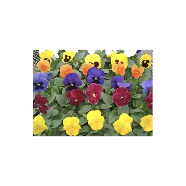 ■ 容量　パンジー４０個（４色以上）　９cmポット　タイプ：【常温】
