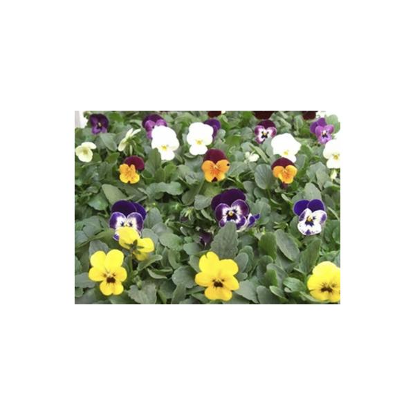 ■ 容量　ビオラ４０個（４色以上）　９cmポット　タイプ：【常温】